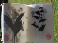 Greene Barbara  Greene Barbara